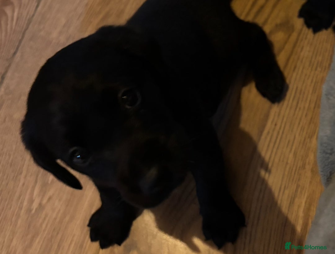Goldador dogs for sale: Stunning Black Lab/Golden Retriever Puppies - Advert 16