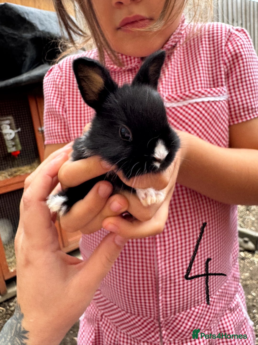 Mixed Breed rabbits for sale: Mixed breed baby bunnies  - Image 5