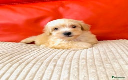 Maltipoo dogs for sale: Gorgeous Maltipoo Puppies  - Image 3