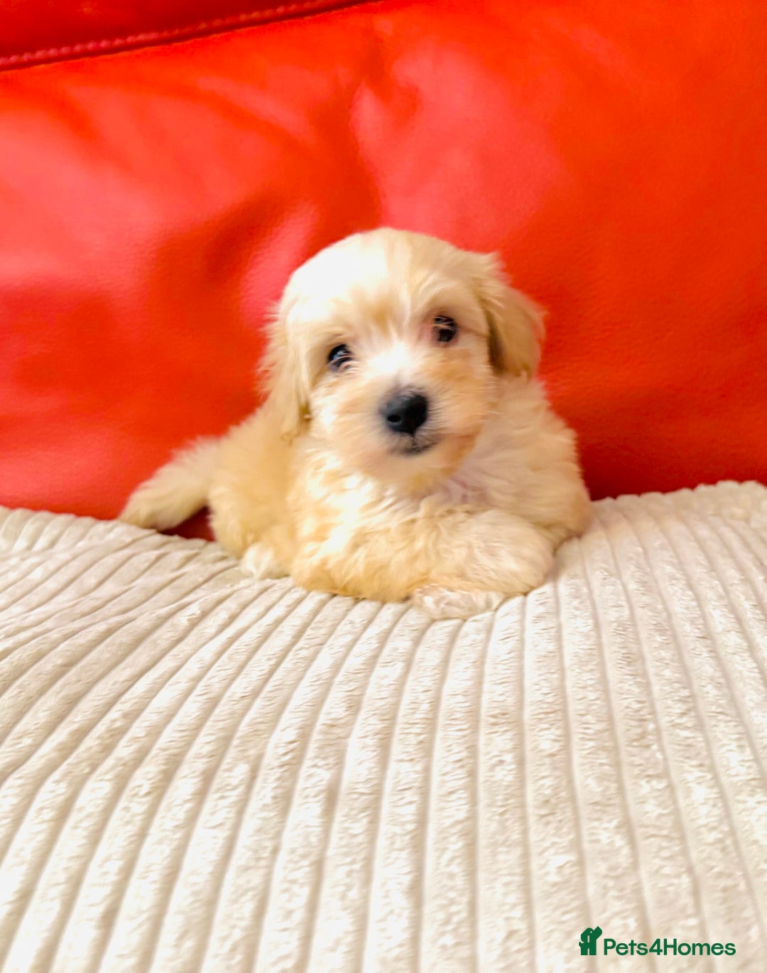 Maltipoo dogs for sale: Gorgeous Maltipoo Puppies  - Image 3