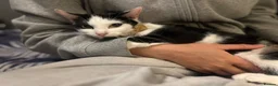 Mixed Breed cats for sale: Mittens - 9 months old female  in Sheffield - Advert 2