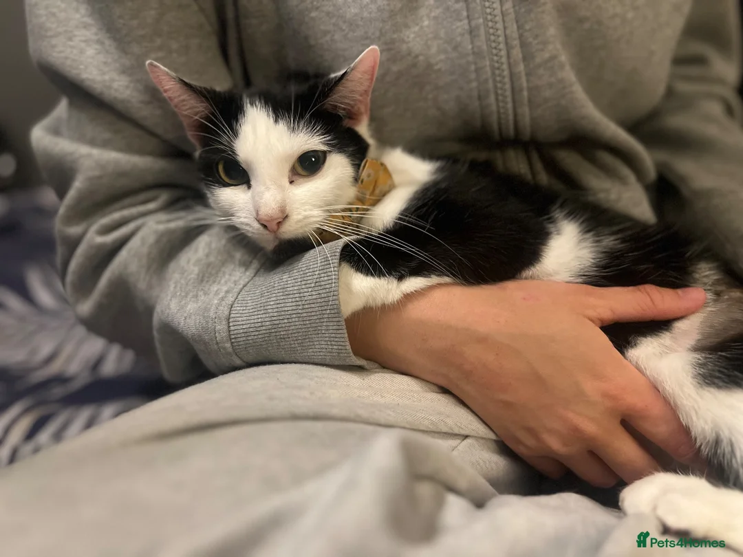 Mixed Breed cats for sale: Mittens - 9 months old female  in Sheffield - Advert 2