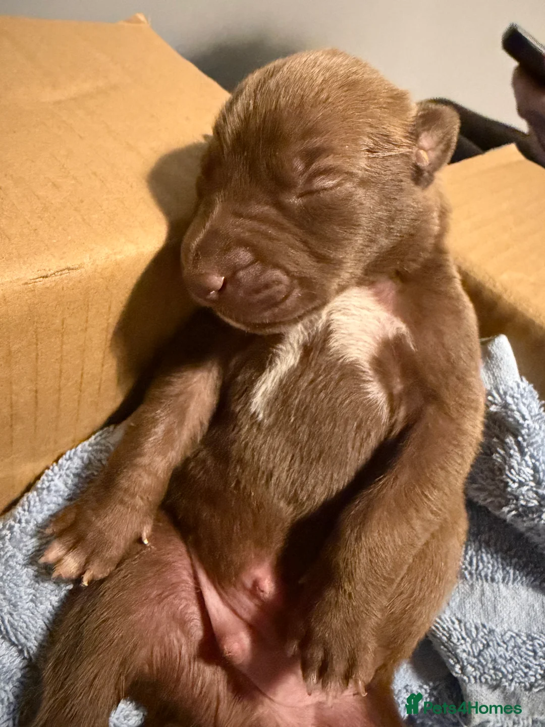 Mixed Breed dogs for sale: Bull Greyhounds (Lurchers) - Advert 15