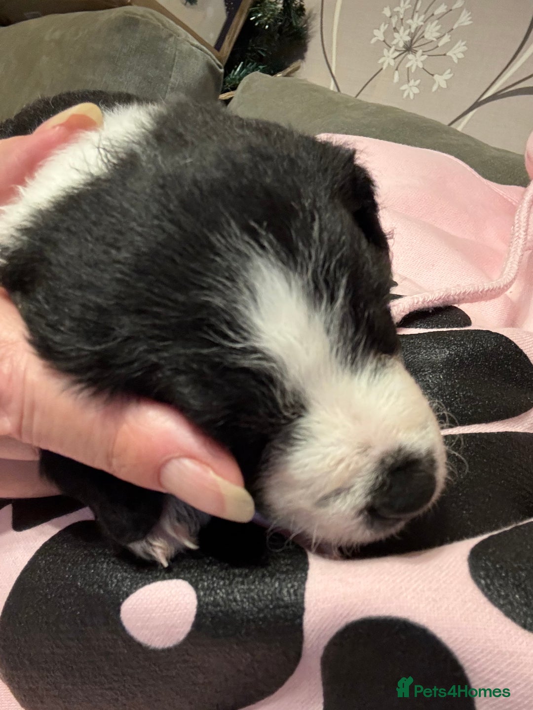 Patterjack dogs for sale: Two beautiful puppies for sale £350 each  - Advert 4