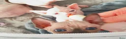 Sphynx cats for sale: Stunning blue sphinx kittens  - Advert 8