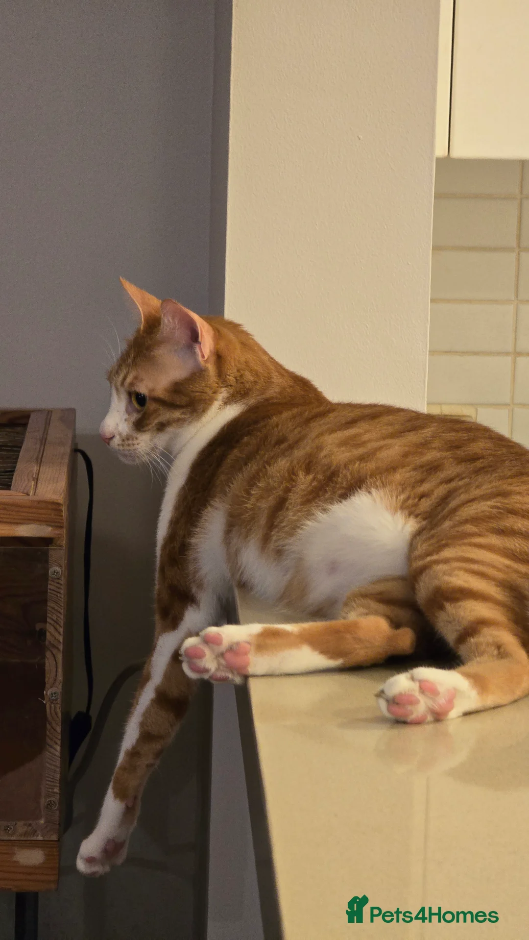 Mixed Breed cats for adoption: [Indoors Only] Light - Lovely & Playful Boy - Advert 11