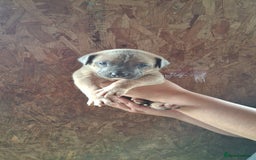Mixed Breed dogs for sale: Belgian malinois/ border collie  - Image 31