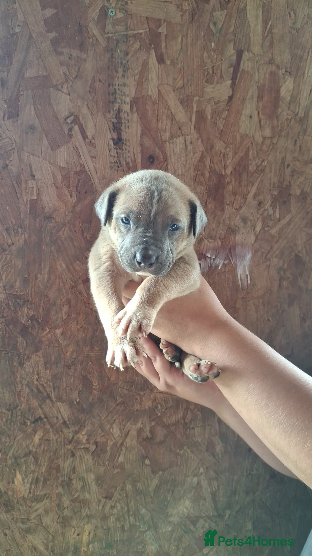Mixed Breed dogs for sale: Belgian malinois/ border collie  - Image 31