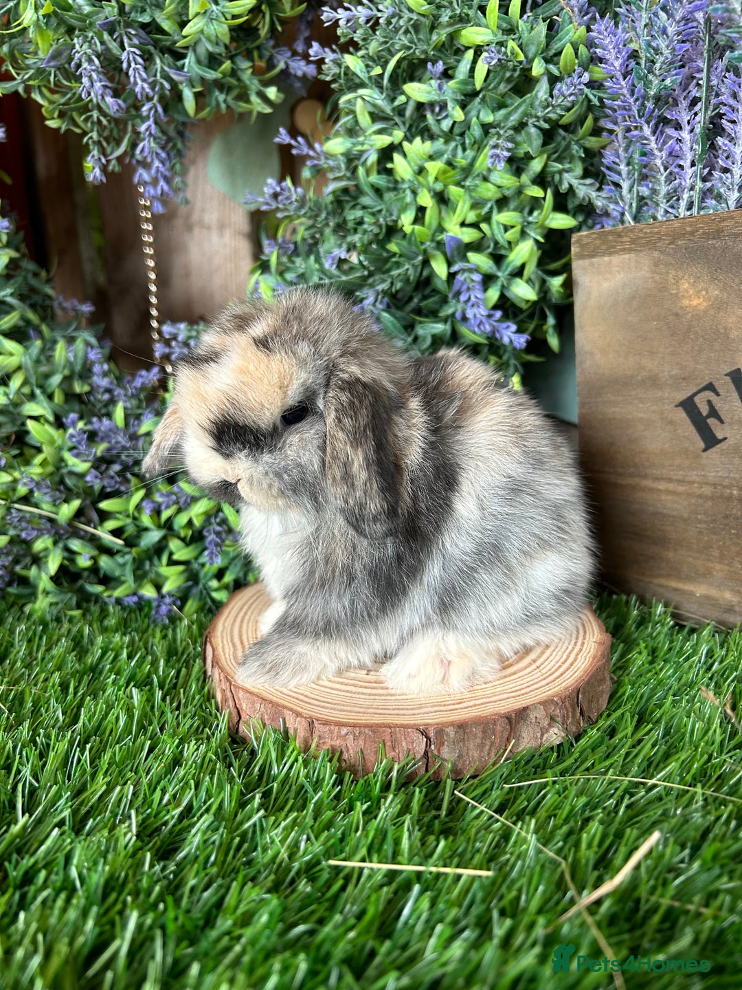 Mini Lop rabbits for sale: ⭐️ FRIENDLY PUREBRED MINI LOP BUNNIES ⭐️ - Image 26