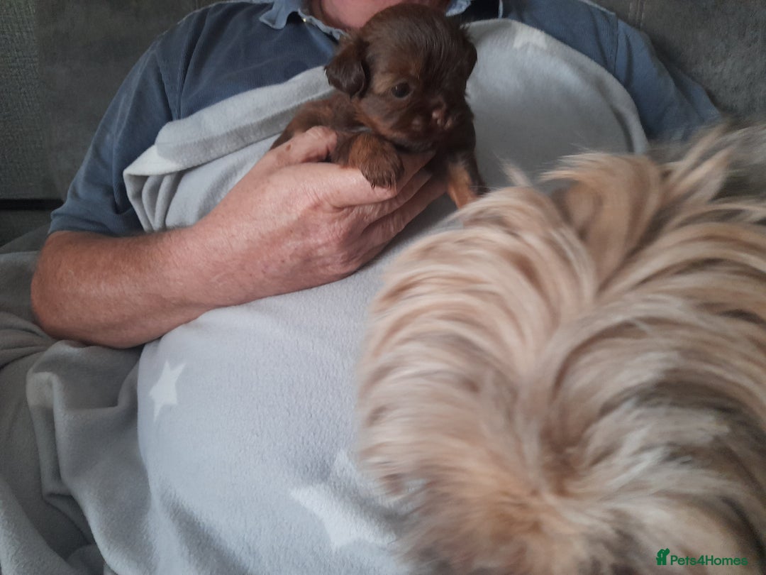 Malshi dogs for sale: Gorgeous pups - Image 2