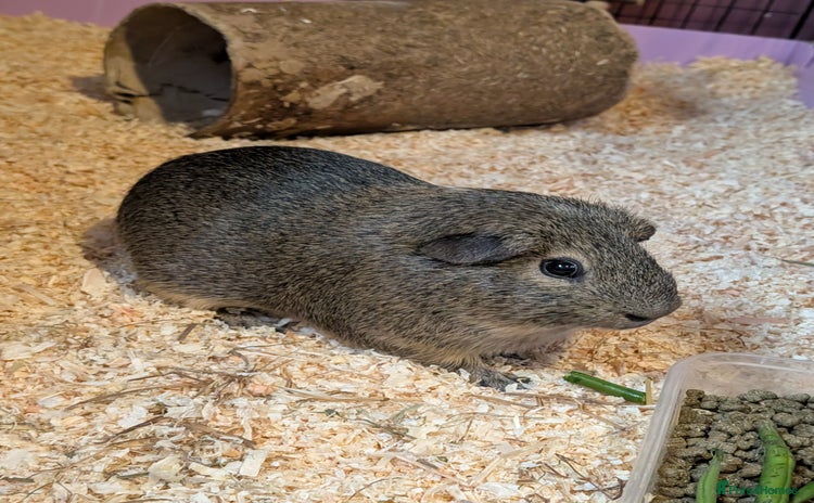 Guinea Pig rodents - Advert 5