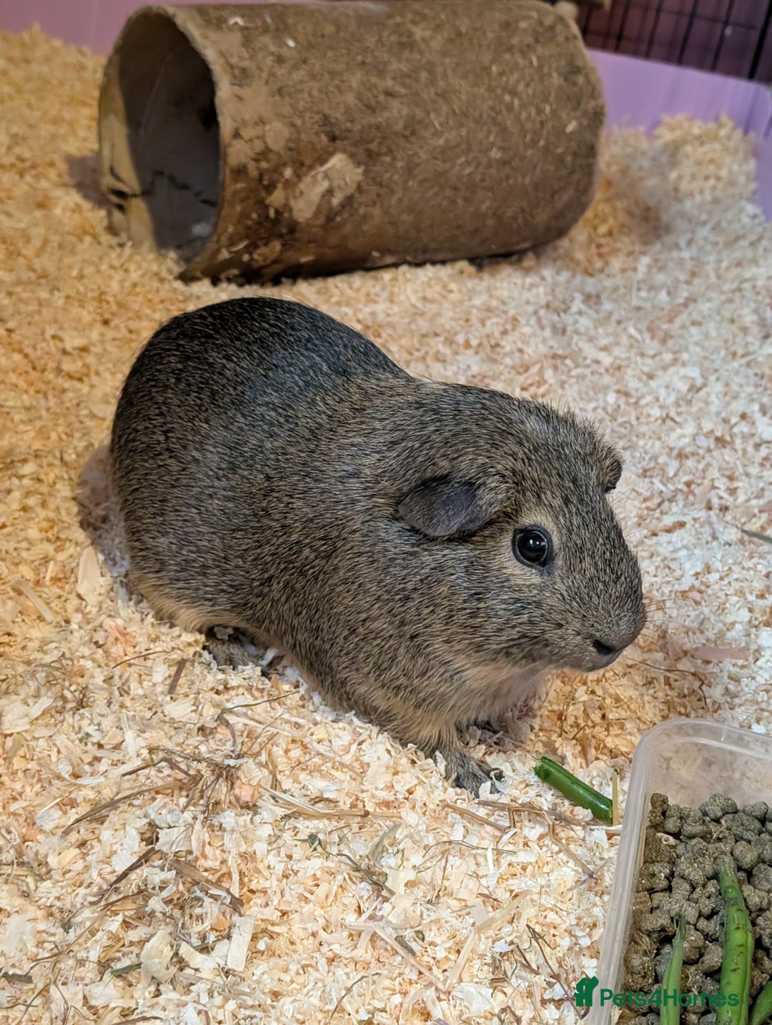 Guinea Pig rodents for sale: Free - Male solo guinea pig - Image 1