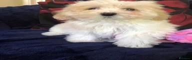 Maltipoo 4