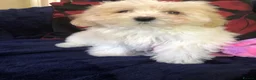 Maltipoo dogs for sale: Maltipoo puppies for sale  - Advert 38