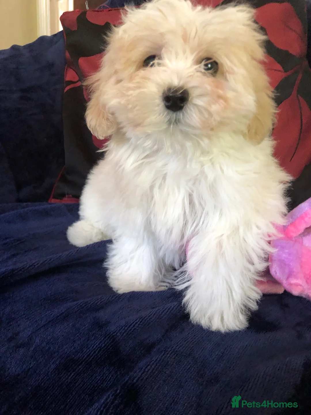 Maltipoo dogs for sale: Maltipoo puppies for sale  - Advert 38