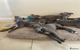 Whippet dogs for sale: 4 left, KC registered blue whippet puppies  - Image 8
