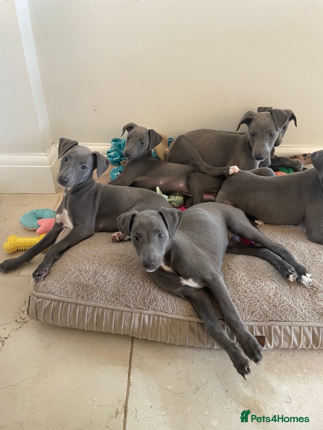 Whippet dogs for sale: 4 left, KC registered blue whippet puppies  - Image 8