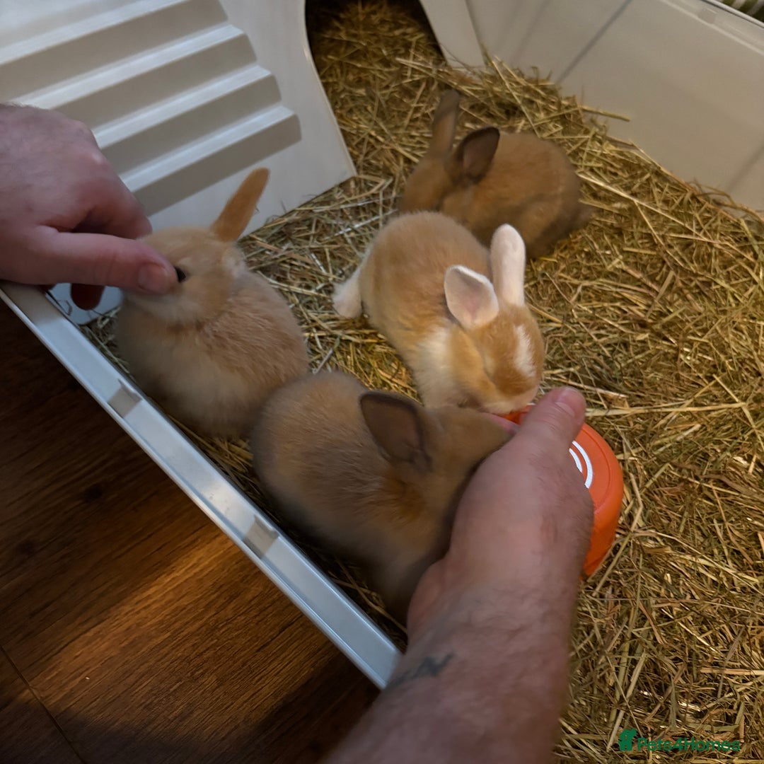 Mixed Breed rabbits for sale: Beautiful litter of mixed  rabbits ( dad a Rex)  - Image 2