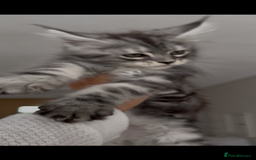 Maine Coon cats for sale: Outstanding pedigree kittens - Image 8