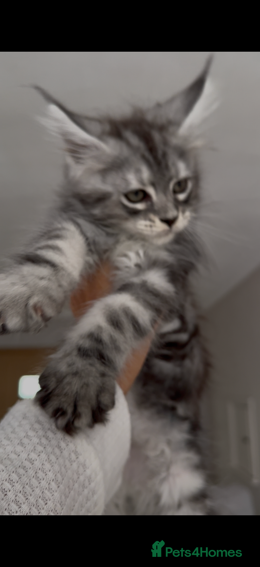 Maine Coon cats for sale: Outstanding pedigree kittens - Image 8