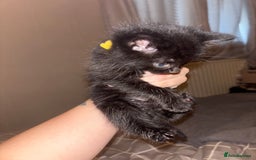 Ragamese cats for sale: RAMAMESE KITTENS  - Image 1