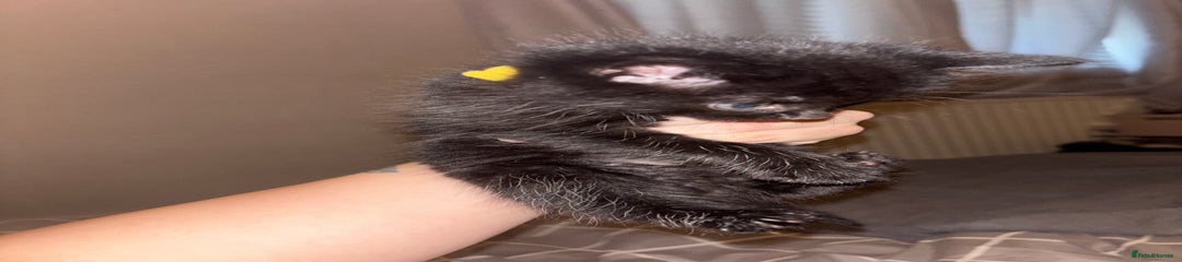 Ragamese Kitten 1 Yellow Collar
