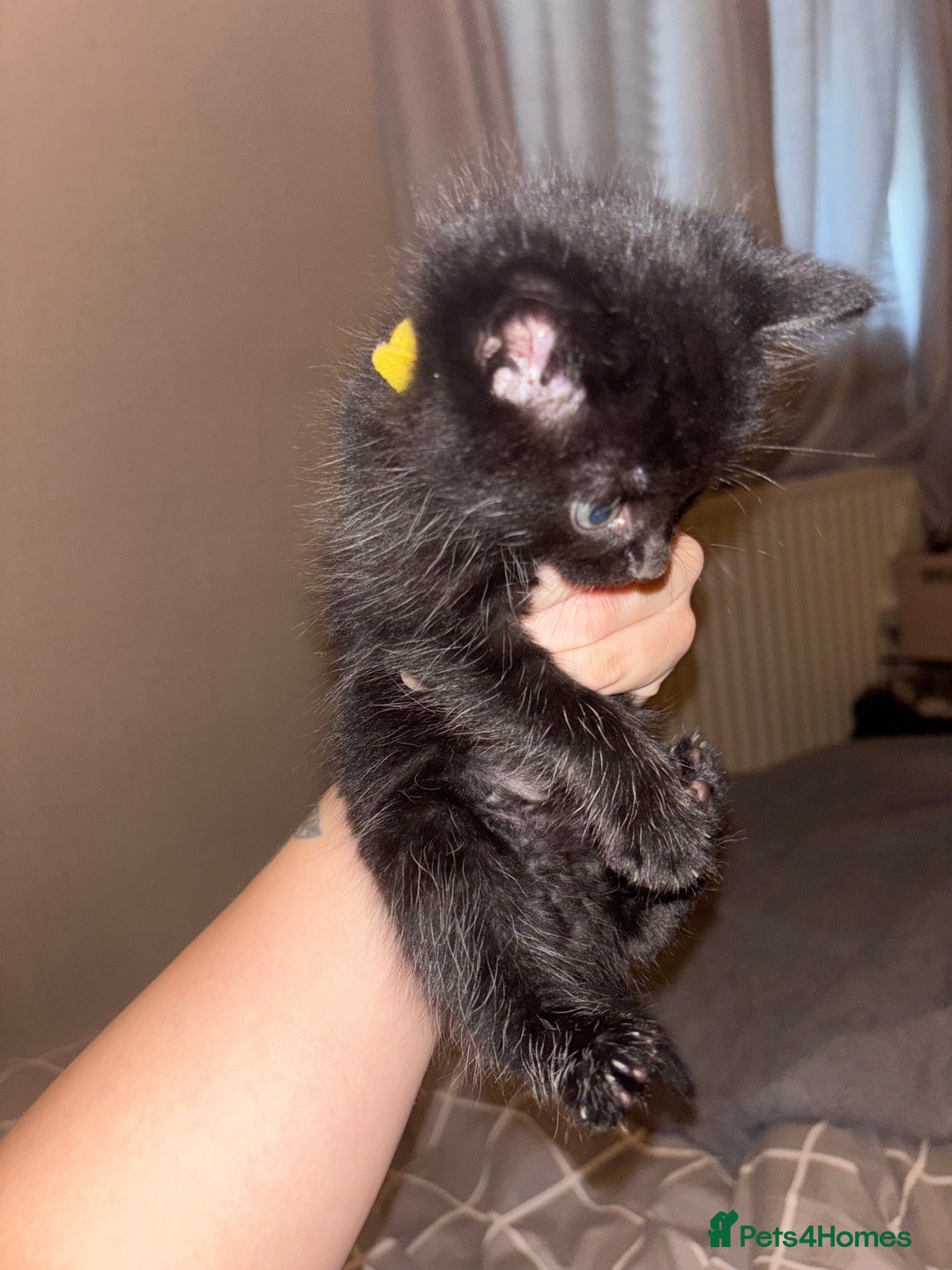 Ragamese cats for sale: RAMAMESE KITTENS  - Image 1
