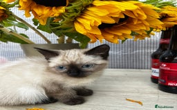 Siamese cats for sale: Siamese baby  - Image 4