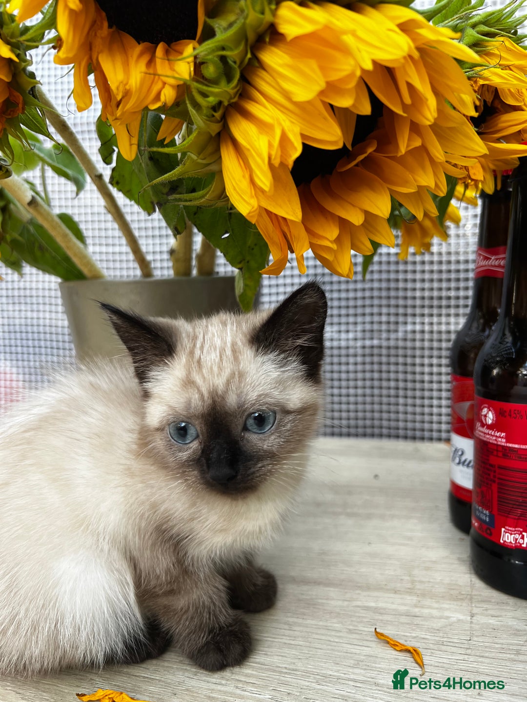 Siamese cats for sale: Siamese baby  - Image 4