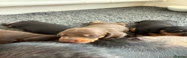 Miniature Dachshund 1