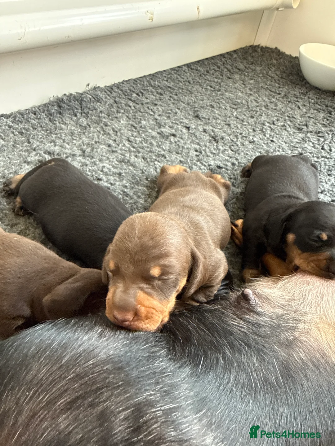 Miniature Dachshund dogs for sale: Stunning KC registered miniature daschund puppies - Advert 7