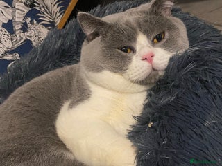 British Shorthair cats - Advert 17