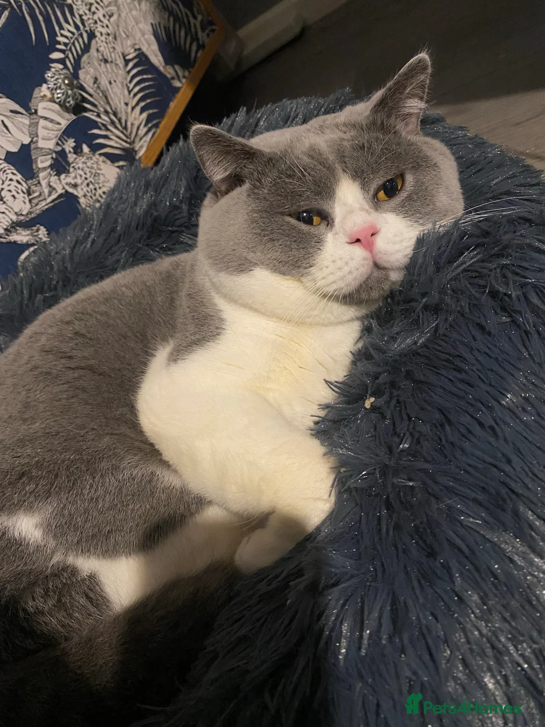 British Shorthair cats for stud: BIG STUD successful Pedigree British shorthair 😻 - Advert 1