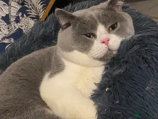 British Shorthair cats BIG STUD successful Pedigree British shorthair 😻 - Advert 3