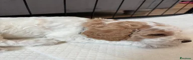 Mini Goldendoodle 2