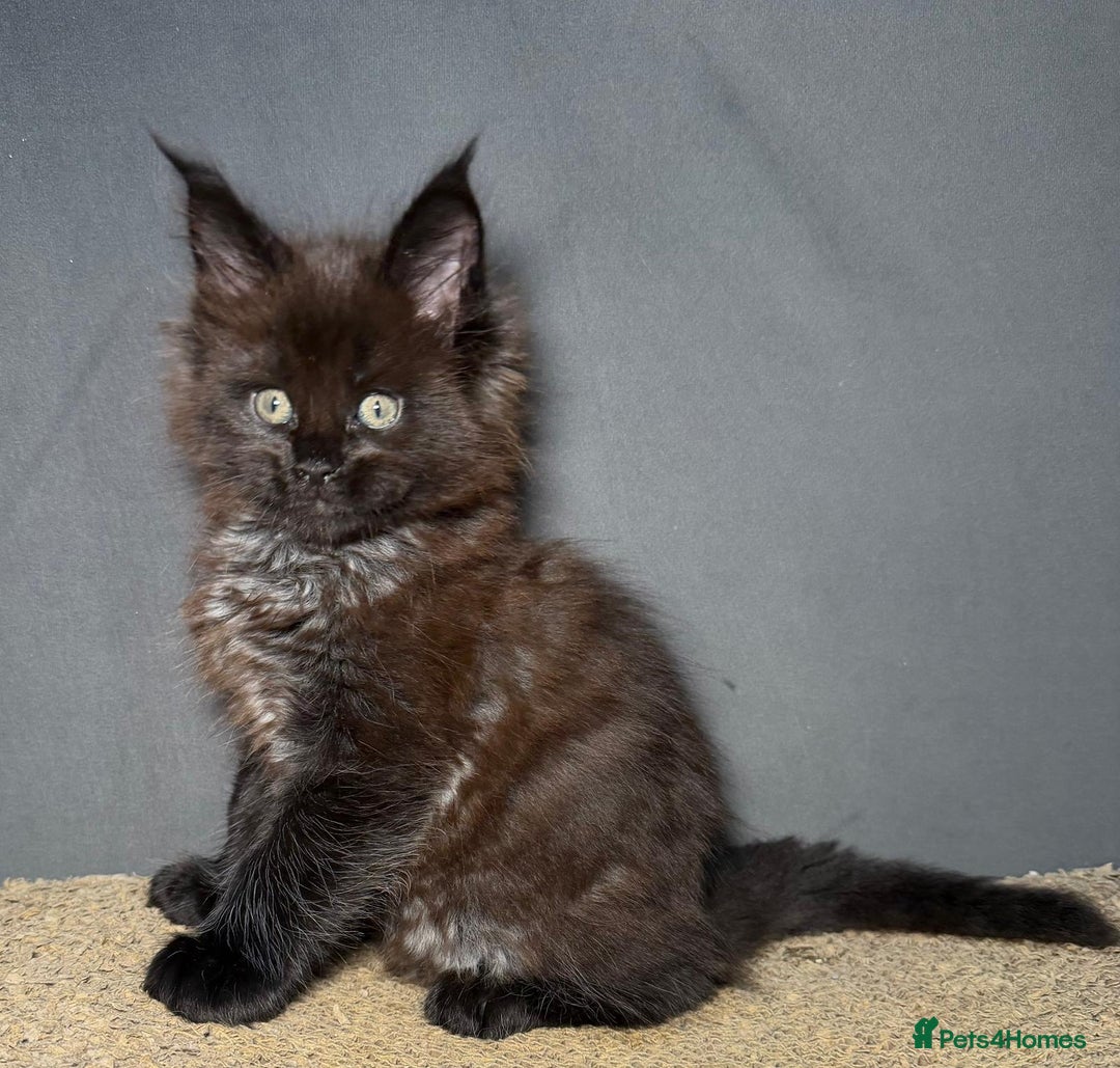 Maine Coon cats for sale: Champion line kittens, ready to reservation🥰 - Advert 3