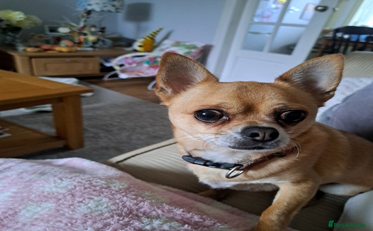 Chihuahua dogs - Advert 1