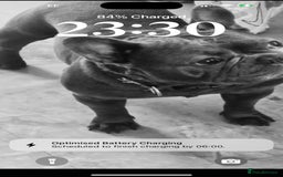French Bulldog dogs for sale: French bulldog  - Image 3
