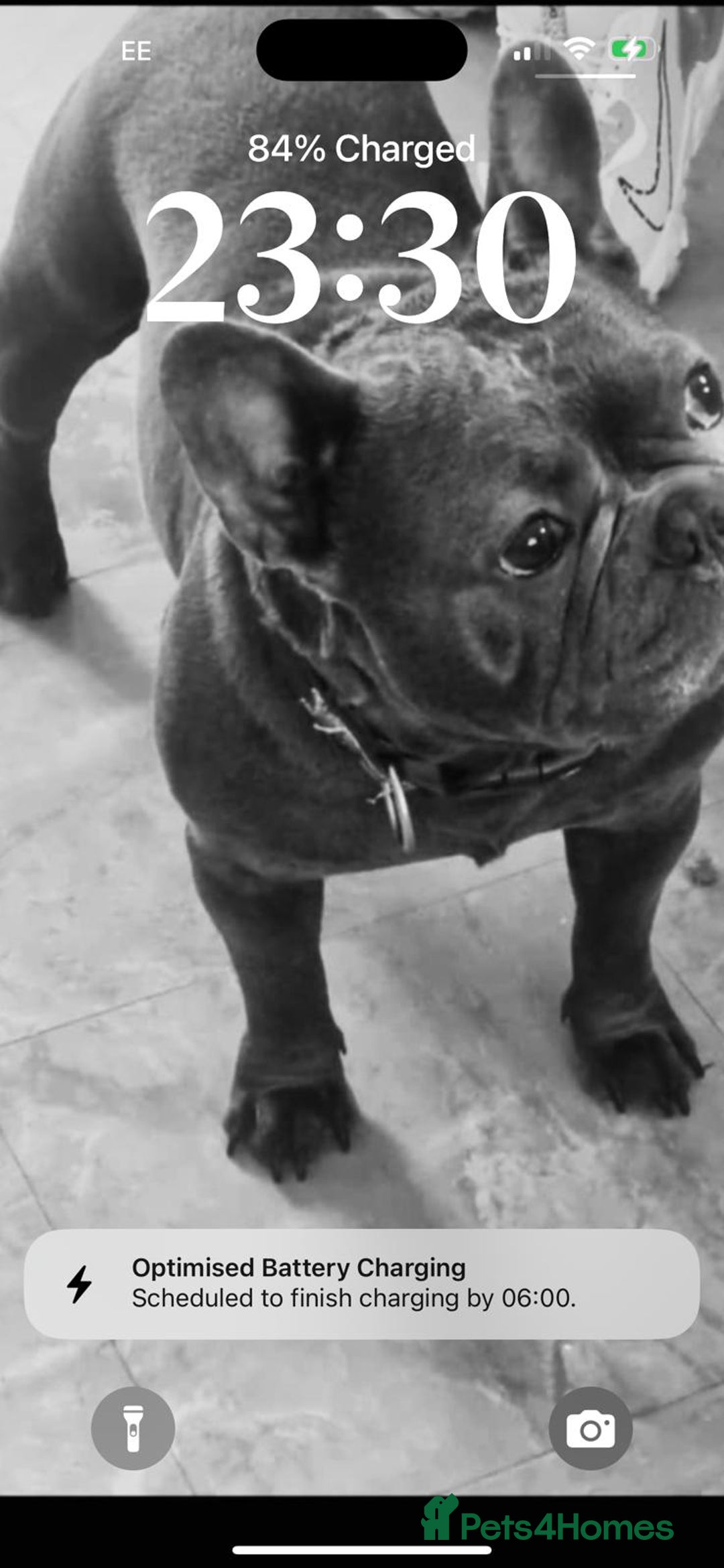 French Bulldog dogs for sale: French bulldog  - Image 3