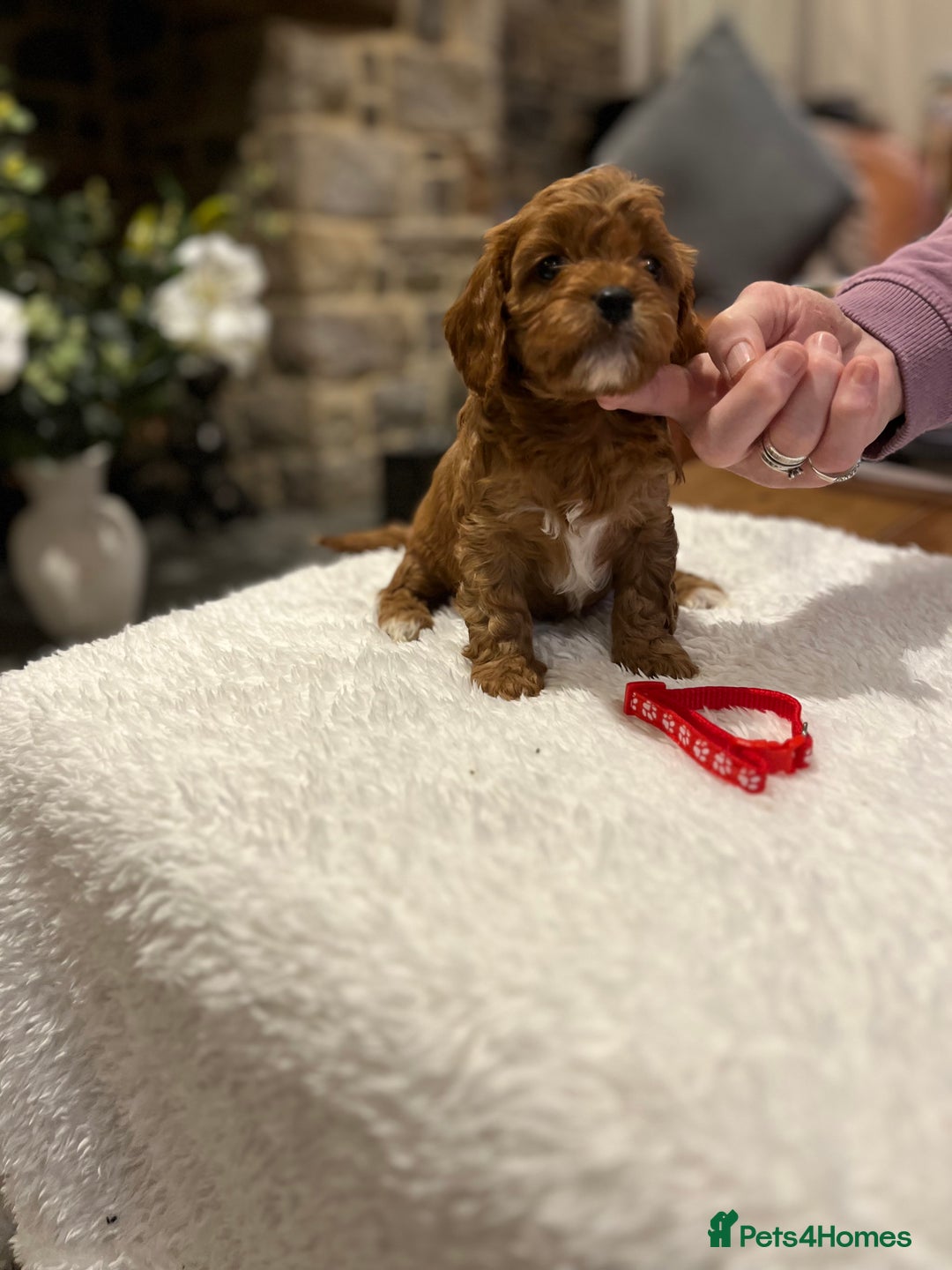 Cavapoo dogs for sale: Stunning litter of F1 Cavapoo puppies - Advert 1