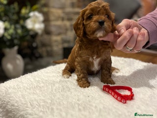 Cavapoo dogs Stunning litter of F1 Cavapoo puppies - Advert 12