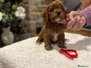 Cavapoo dogs Stunning litter of F1 Cavapoo puppies - Advert 1