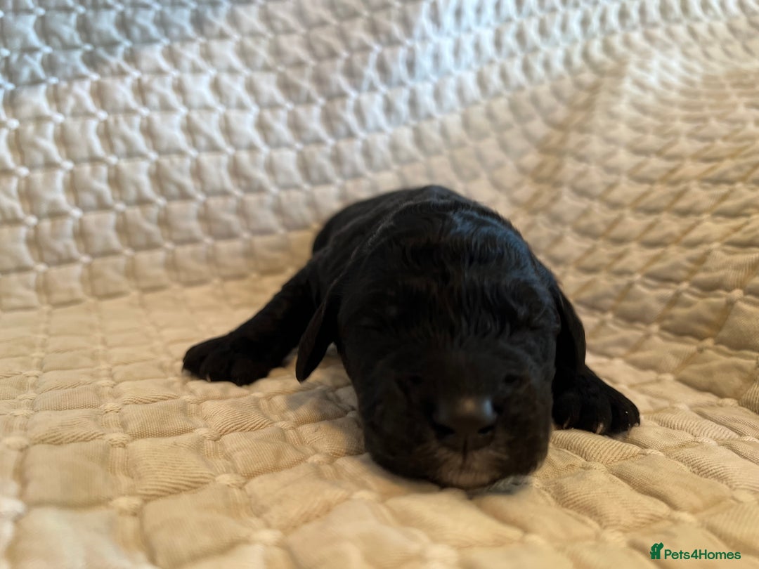 Goldendoodle dogs for sale: Goldendoodle puppies - Advert 12