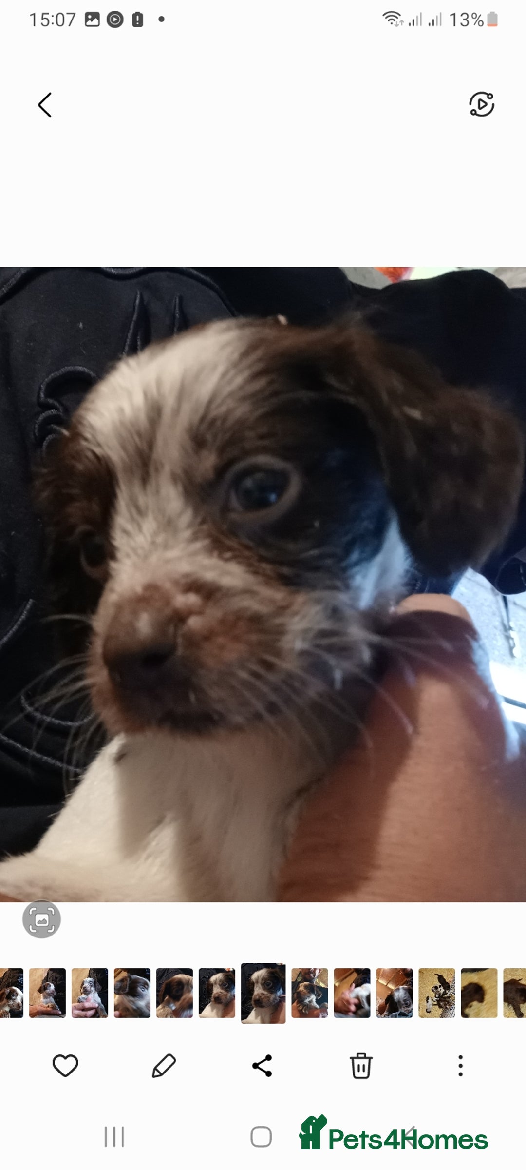 Cocker Spaniel dogs for sale: Working cocker spaniel  - Image 12