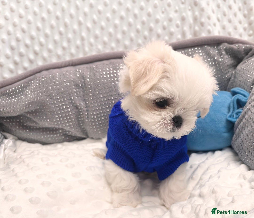 Maltese dogs for sale: 🌟Just One Left 🌟Bambelina Maltese🌟 - Image 18