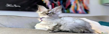 Maine Coon 1
