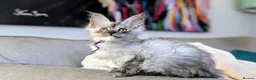 Maine Coon cats for sale: Beautiful Maine coon kittens - Advert 5