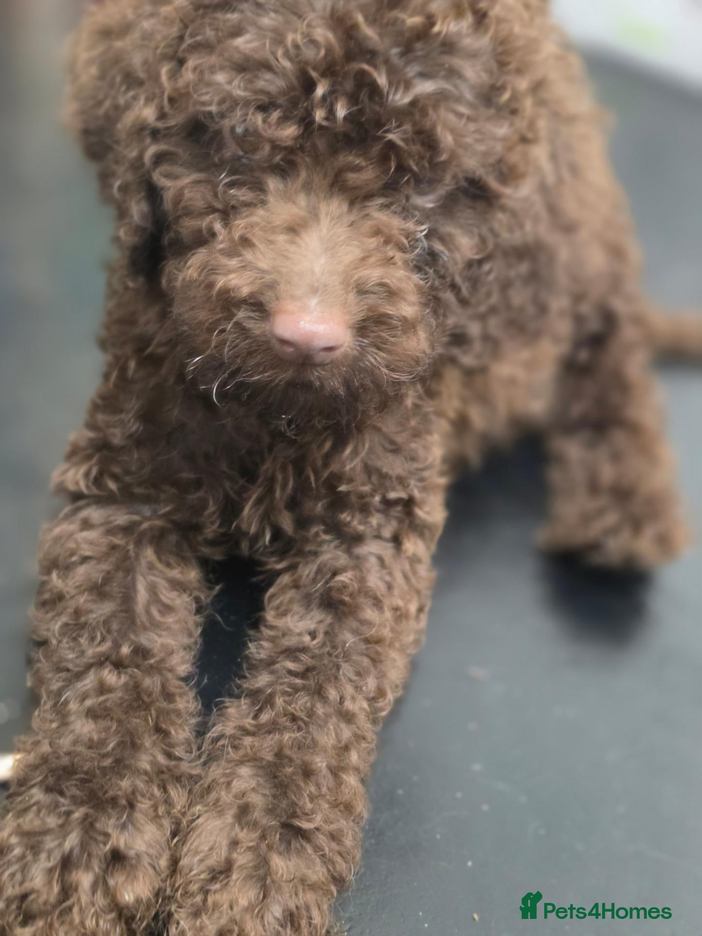 Cockapoo dogs Cockapoo puppies *READY NOW* price reduced  - Advert 3