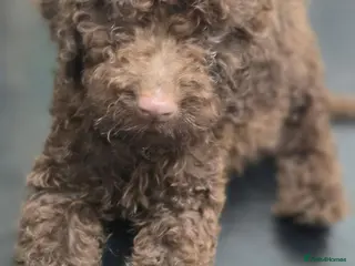 Cockapoo dogs Cockapoo puppies *READY NOW* price reduced - Advert 3