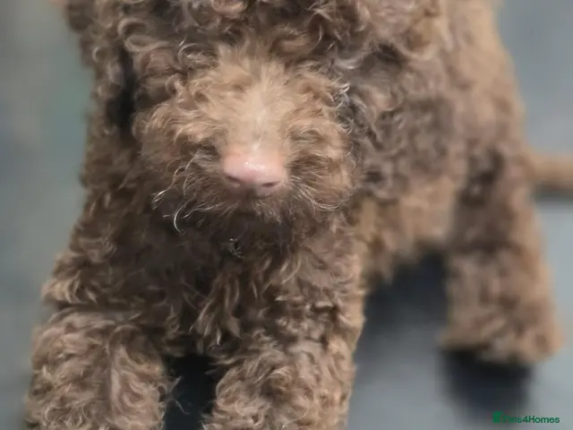 Cockapoo dogs Cockapoo puppies *READY NOW* price reduced - Advert 13